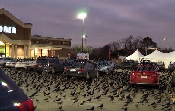 ヒッチコックの実写版かな。数千もの真っ黒な鳥が駐車場を覆い尽くす終末的光景（アメリカ）