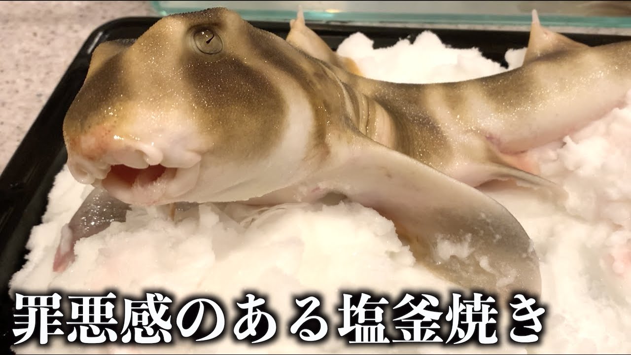 トミック 目で訴えてくるネコザメを塩釜焼きしたら見た目以上にヤバかった Youtuberコメ速報