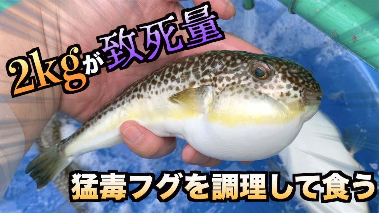 トミック 2kg食べたら致死量の猛毒フグを調理して食べてみた笑 Youtuberコメ速報