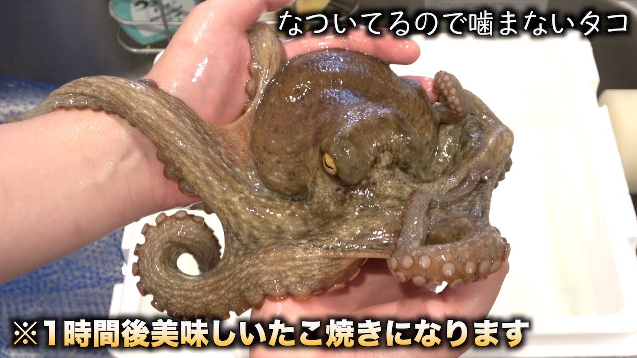 トミック 炎上したので懐かせたタコをそのままたこ焼きにして食べます泣 Youtuberコメ速報 トミック 炎上したので懐かせたタコをそのままたこ焼きにして食べます泣 Youtuberコメ速報
