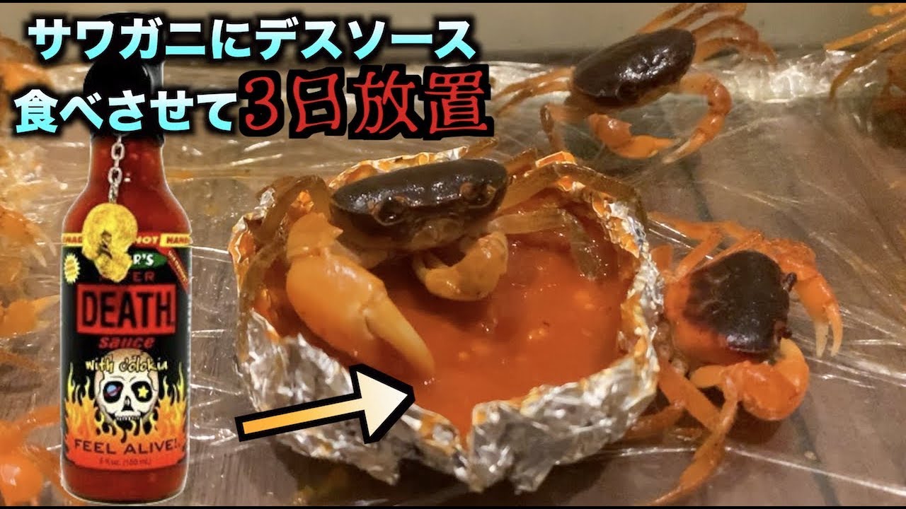 トミック デスソースを雑食のサワガニに食べさせて3日放置したら驚くべき発見が Youtuberコメ速報 トミック デスソースを雑食のサワガニに食べさせて3日放置したら驚くべき発見が Youtuberコメ速報