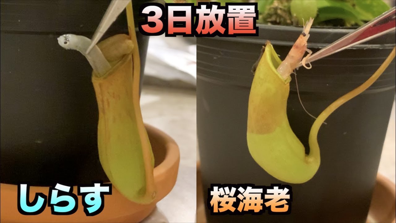 トミック 食虫植物にしらすと桜海老を捕食させて3日放置したら予想外の結末が Youtuberコメ速報 トミック 食虫植物にしらすと桜海老を捕食させて3日放置したら予想外の結末が Youtuberコメ速報