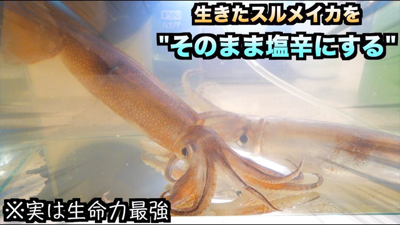 トミック 大事故 生きたスルメイカをそのまま塩辛にしたら部屋が大惨事に Youtuberコメ速報 トミック 大事故 生きたスルメイカをそのまま塩辛にしたら部屋が大惨事に Youtuberコメ速報