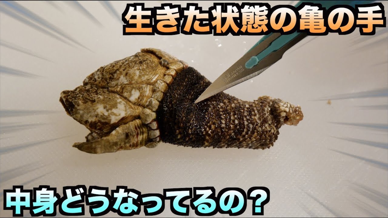 トミック 生きてる状態の亀の手をメスで切ったら中身はどうなってるの Youtuberコメ速報