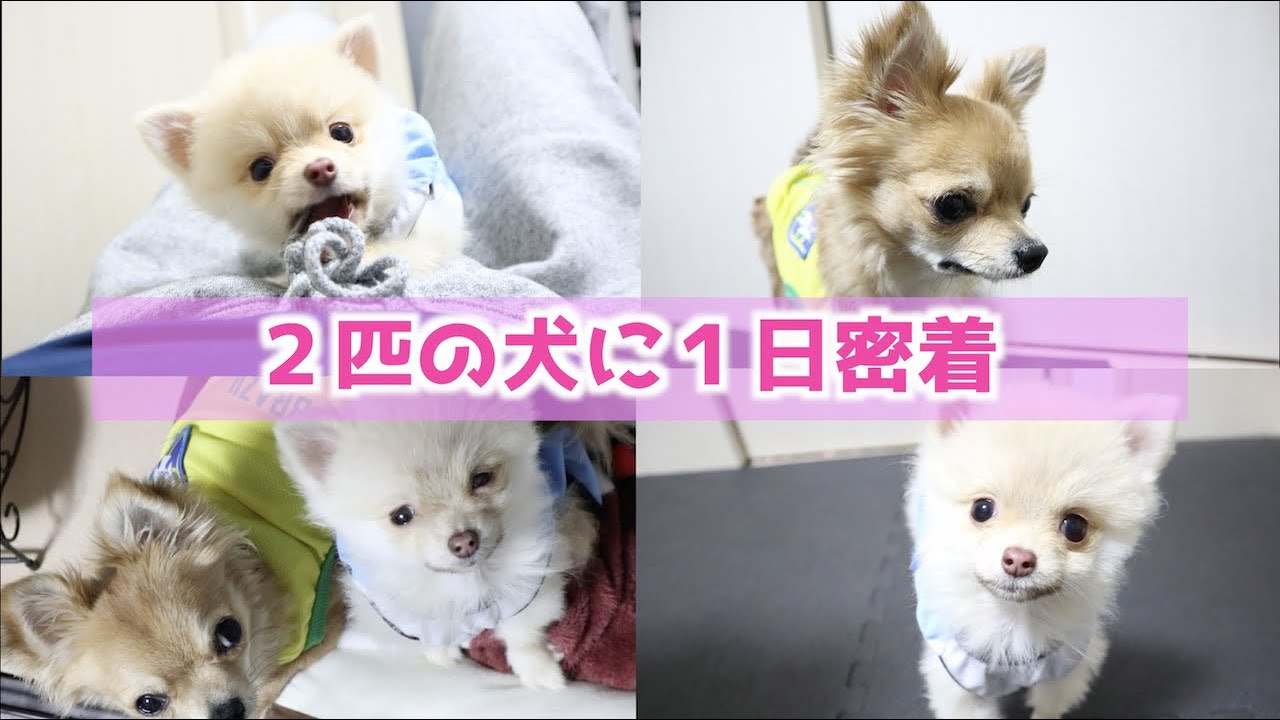 橋本からあげ 1日密着 2匹の愛犬に密着してみた Youtuberコメ速報 橋本からあげ 1日密着 2匹の愛犬に密着してみた Youtuberコメ速報