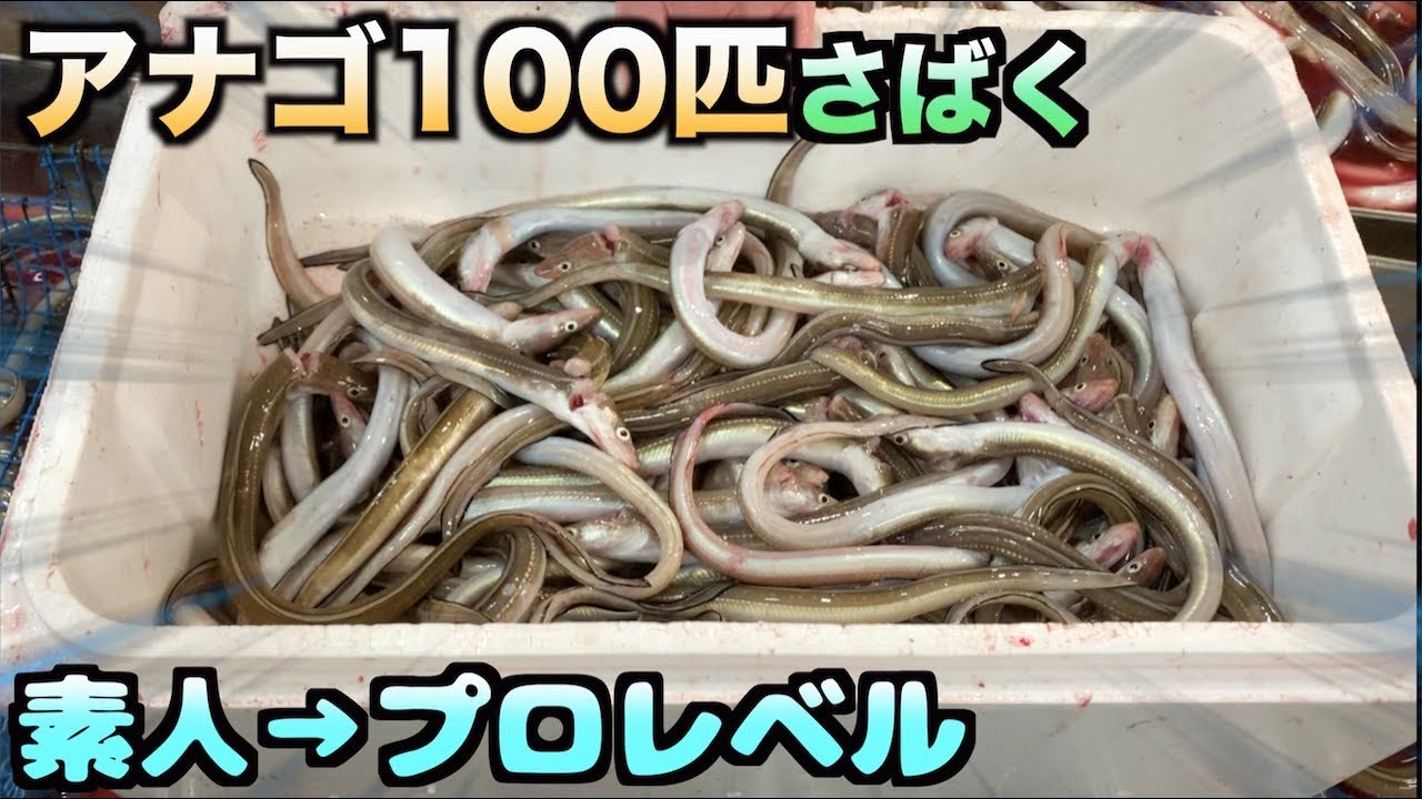 トミック 超過酷 素人がアナゴ100匹さばいたら流石にプロ並みに上達するんじゃね Youtuberコメ速報 トミック 超過酷 素人がアナゴ100匹さばいたら流石にプロ並みに上達するんじゃね Youtuberコメ速報