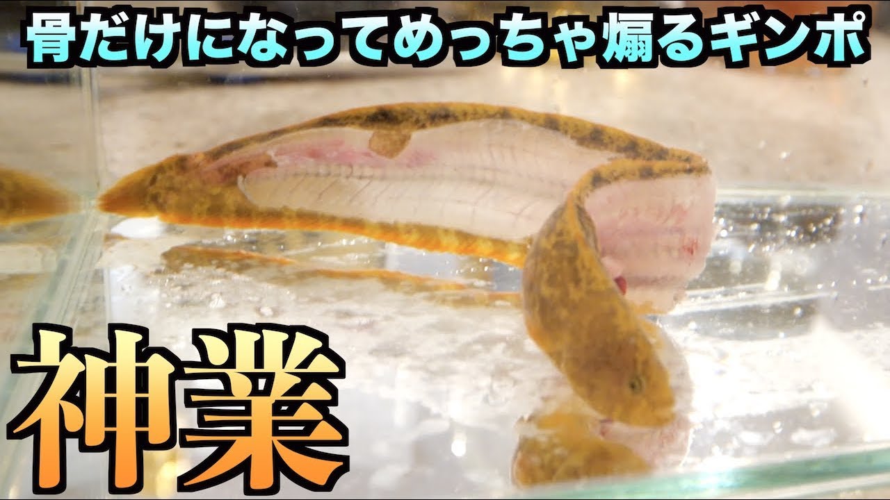 トミック 神業 生きたギンポを 骨泳がし したらめっちゃ煽られた件wwww Youtuberコメ速報 トミック 神業 生きたギンポを 骨泳がし したらめっちゃ煽られた件wwww Youtuberコメ速報