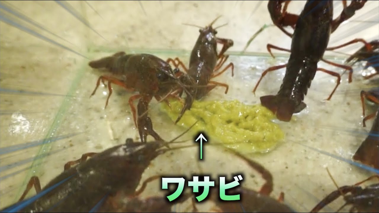 トミック ザリガニをわさびだけで育成して食べようとしたら予想外の出来事にオレパニック Youtuberコメ速報 トミック ザリガニをわさびだけで育成して食べようとしたら予想外の出来事にオレパニック Youtuberコメ速報