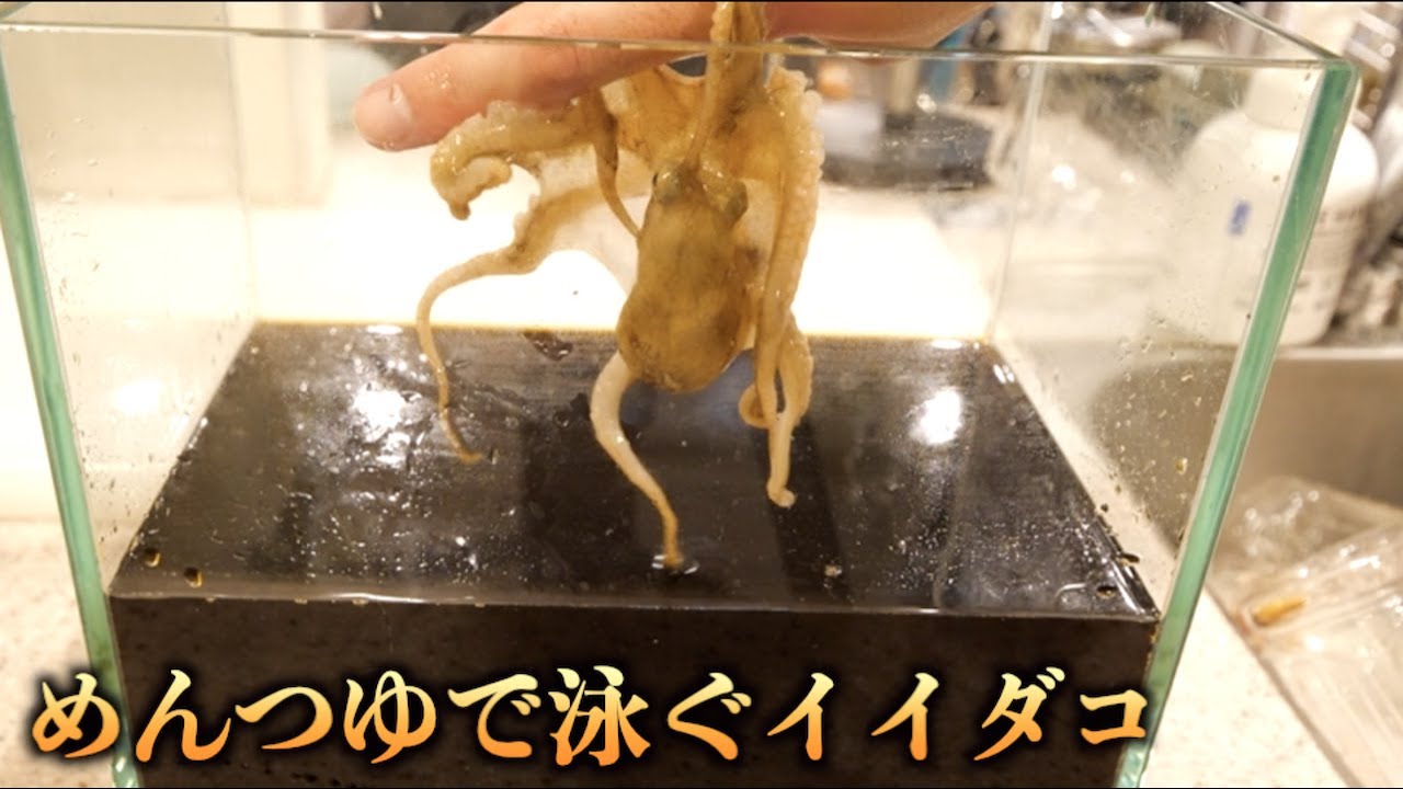 トミック 元気なイイダコをめんつゆ泳がせて 沖漬け 作ったら新しい発見が Youtuberコメ速報 トミック 元気なイイダコをめんつゆ泳がせて 沖漬け 作ったら新しい発見が Youtuberコメ速報
