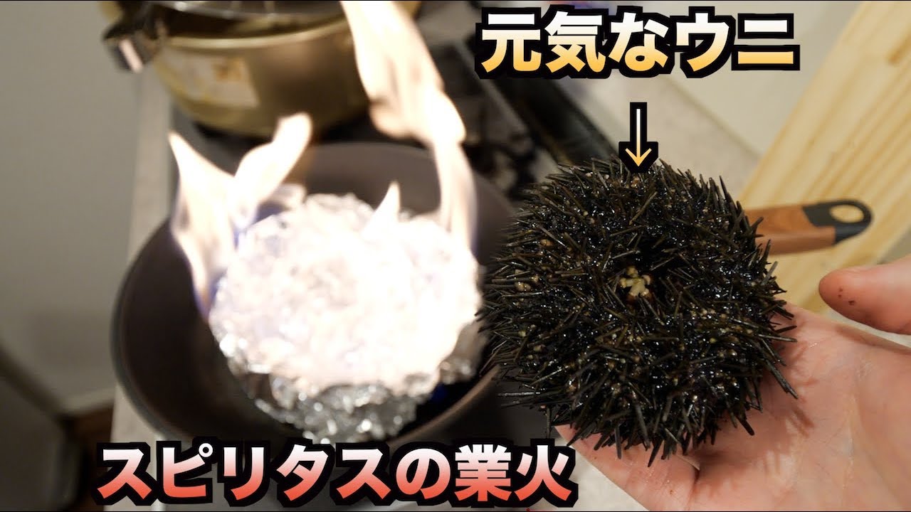 トミック 神秘的 トゲトゲのウニをそのままスピリタス焼きしたらいつもと違う様子が Youtuberコメ速報