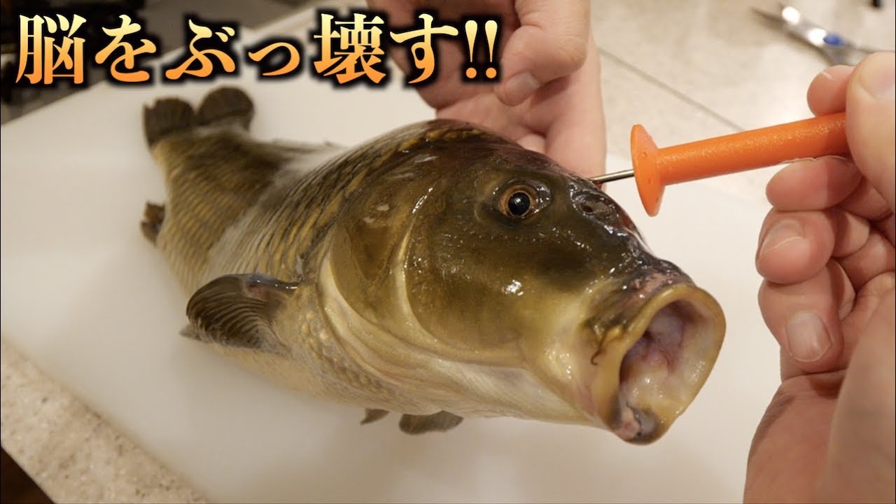 トミック 生きたコイの脳に針を刺して 脳締め をした結果 Youtuberコメ速報 トミック 生きたコイの脳に針を刺して 脳締め をした結果 Youtuberコメ速報