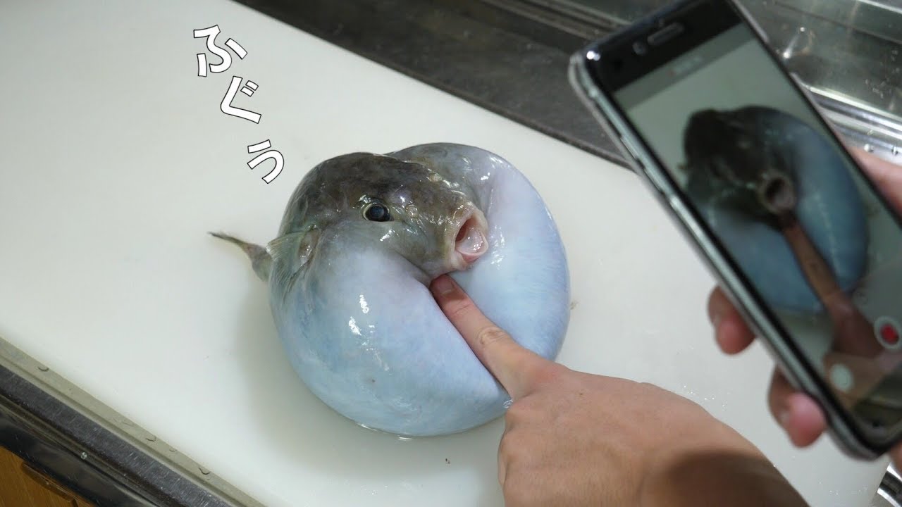 きまぐれクック 全身 水 のフグのお腹の中身が こんなん食べてるの Youtuberコメ速報 きまぐれクック 全身 水 のフグのお腹の中身が こんなん食べてるの Youtuberコメ速報