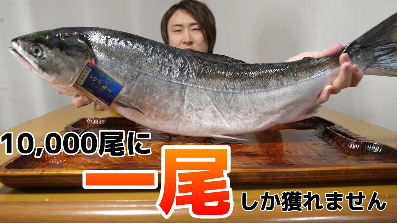 きまぐれクック きまぐれクックが5年間探してた 世界一高いサケ ケイジ がついに手に入りした Youtuberコメ速報 きまぐれクック きまぐれクックが5年間探してた 世界一高いサケ ケイジ がついに手に入りした Youtuberコメ速報