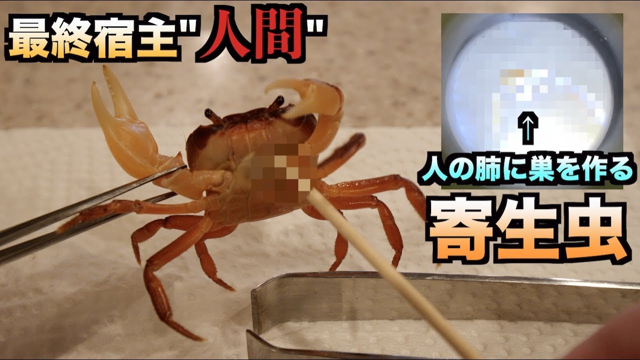 トミック 超危険 サワガニから 人間の肺に寄生する 肺吸虫という寄生虫を取り出した結果 Youtuberコメ速報