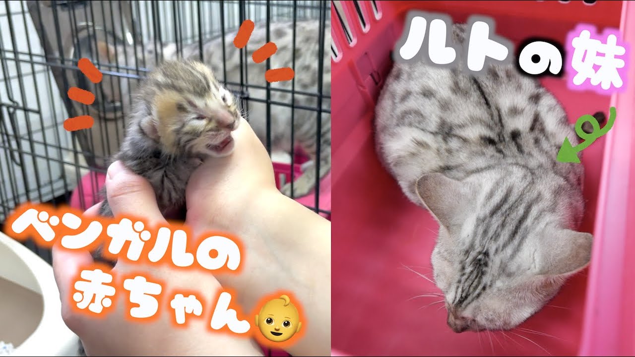 トミック ルトの妹 そして生後1週間のベンガルの赤ちゃん猫が可愛すぎる Youtuberコメ速報