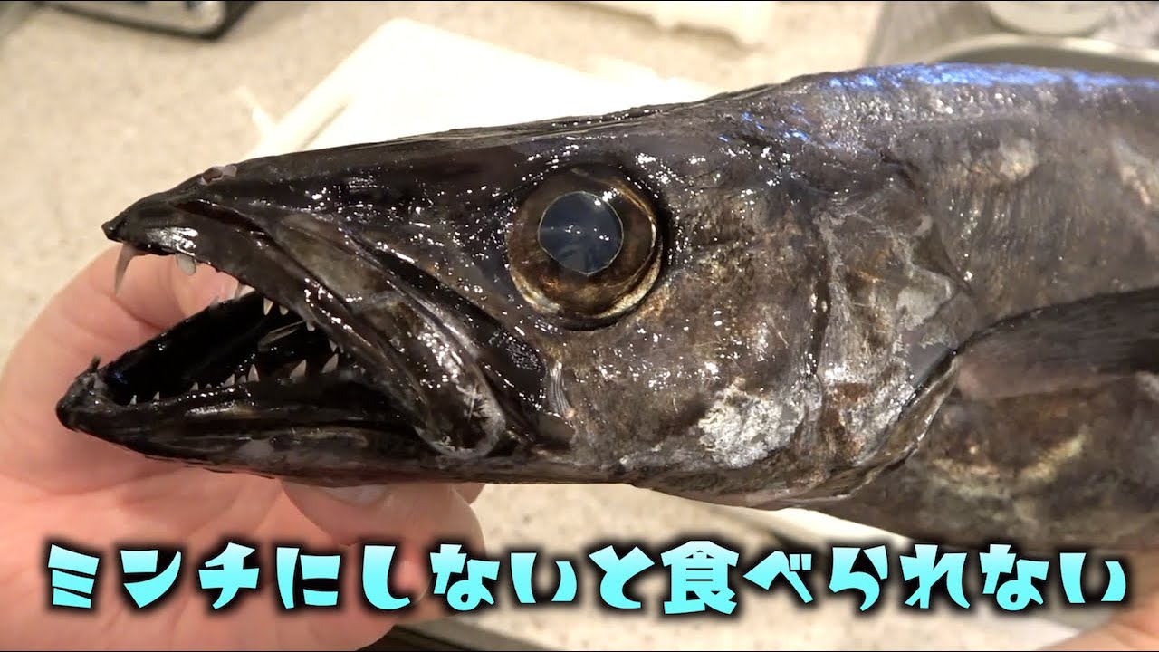 トミック ミンチにしないと食べられない魚 その特殊な理由がこちら Youtuberコメ速報 トミック ミンチにしないと食べられない魚 その特殊な理由がこちら Youtuberコメ速報