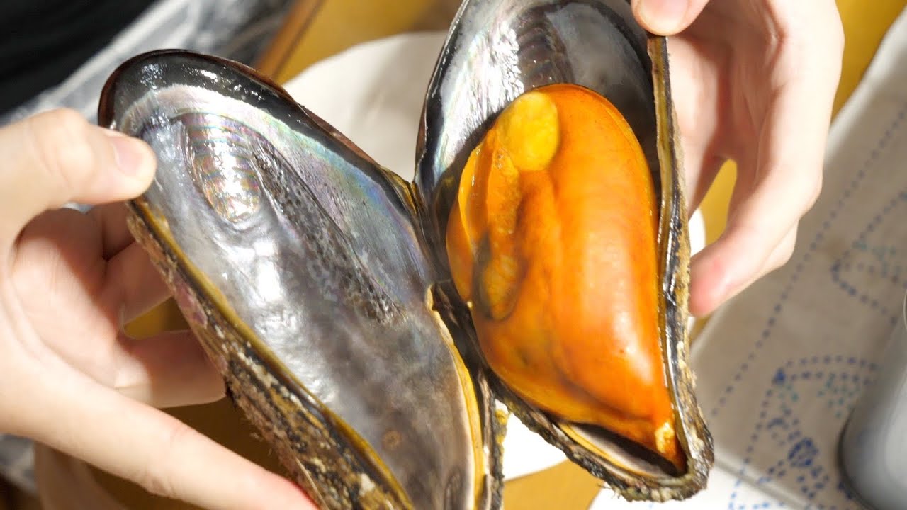 きまぐれクック 突然変異 市場でたまたま見つけた 巨大化しすぎた ムール貝 のお味がすごかった Youtuberコメ速報