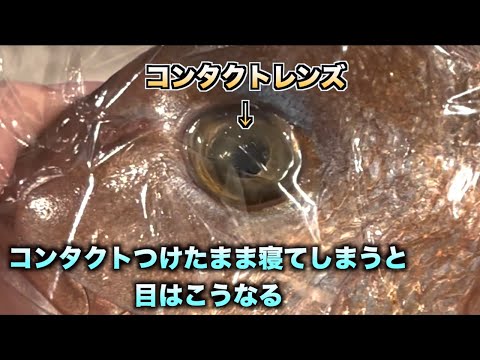 トミック コンタクトをつけたまま寝るとどれだけ目が傷つくのか10秒でわかる動画 Shorts Youtuberコメ速報