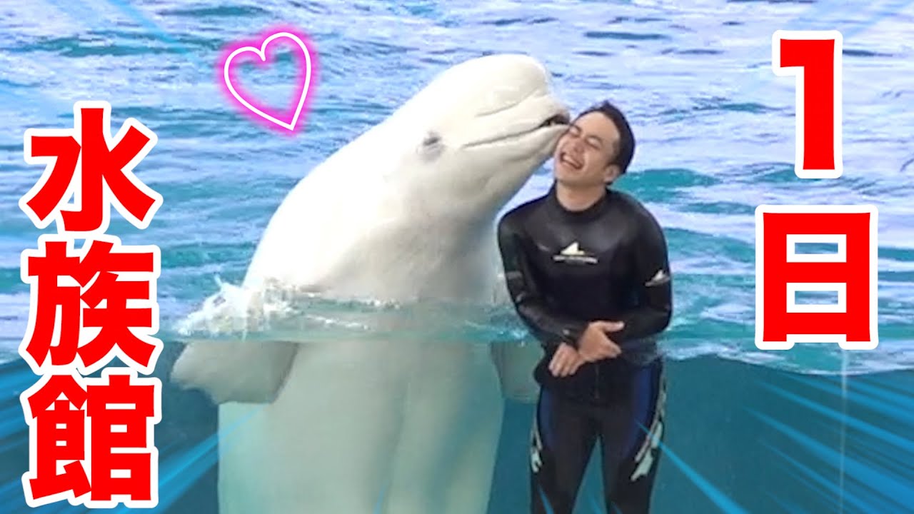 フィッシャーズ イルカショー 1日水族館体験でサメの搬入や凄技に挑戦してみた シロイルカ Youtuberコメ速報 フィッシャーズ イルカショー 1日水族館体験でサメの搬入や凄技に挑戦してみた シロイルカ Youtuberコメ速報
