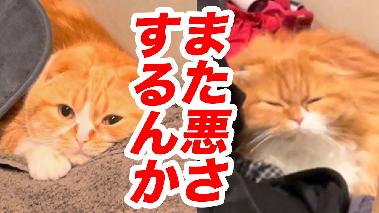 ヒカキン まるお もふこ また悪さするんか 洗濯部屋編 Shorts Youtuberコメ速報 ヒカキン まるお もふこ また悪さするんか 洗濯部屋編 Shorts Youtuberコメ速報
