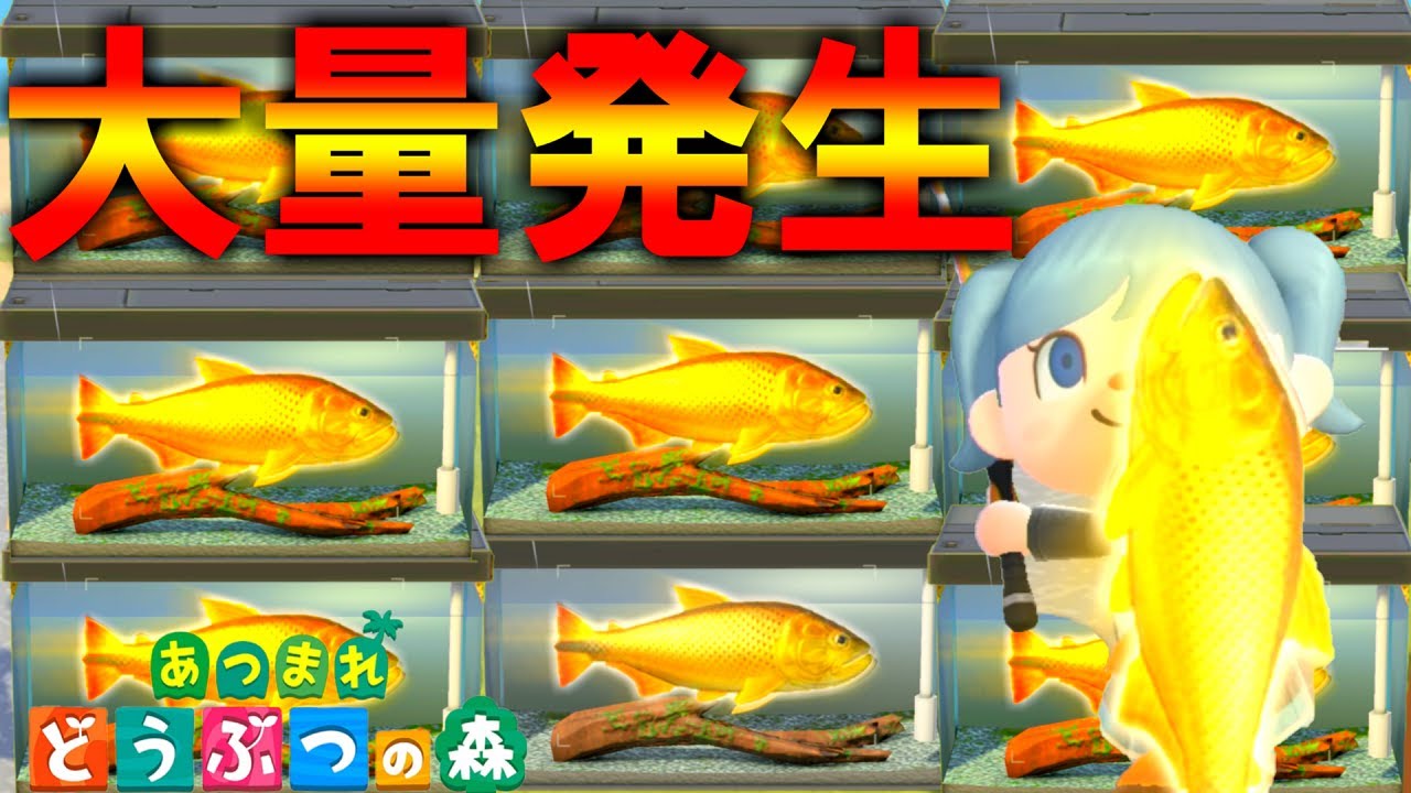 エル あつ森 伝説の黄金魚大量発生 過去最高の入れ食い状態でヤバすぎるw あつまれどうぶつの森 13 ゆっくり実況 Youtuberコメ速報 エル あつ森 伝説の黄金魚大量発生 過去最高の入れ食い状態でヤバすぎるw あつまれどうぶつの森 13 ゆっくり実況 Youtuberコメ速報