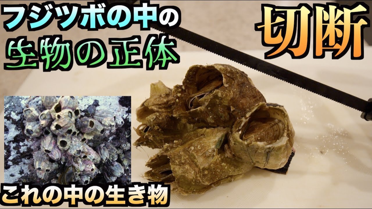 トミック 神秘的 生きたフジツボをそのままノコギリで切断すると中の生物の秘密が明らかに Youtuberコメ速報 トミック 神秘的 生きたフジツボをそのままノコギリで切断すると中の生物の秘密が明らかに Youtuberコメ速報
