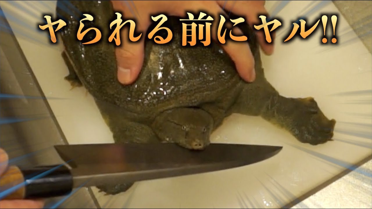 トミック 喧嘩を売る凶暴スッポンをどうにかしてウインナーにして食べたい Youtuberコメ速報