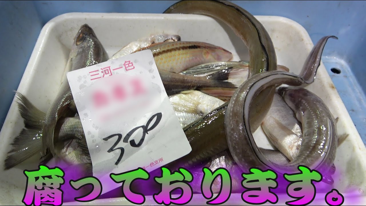 きまぐれクック 朝市の闇 完全に腐ってる魚が格安で販売されてたので あえて買って食べてみたら Youtuberコメ速報