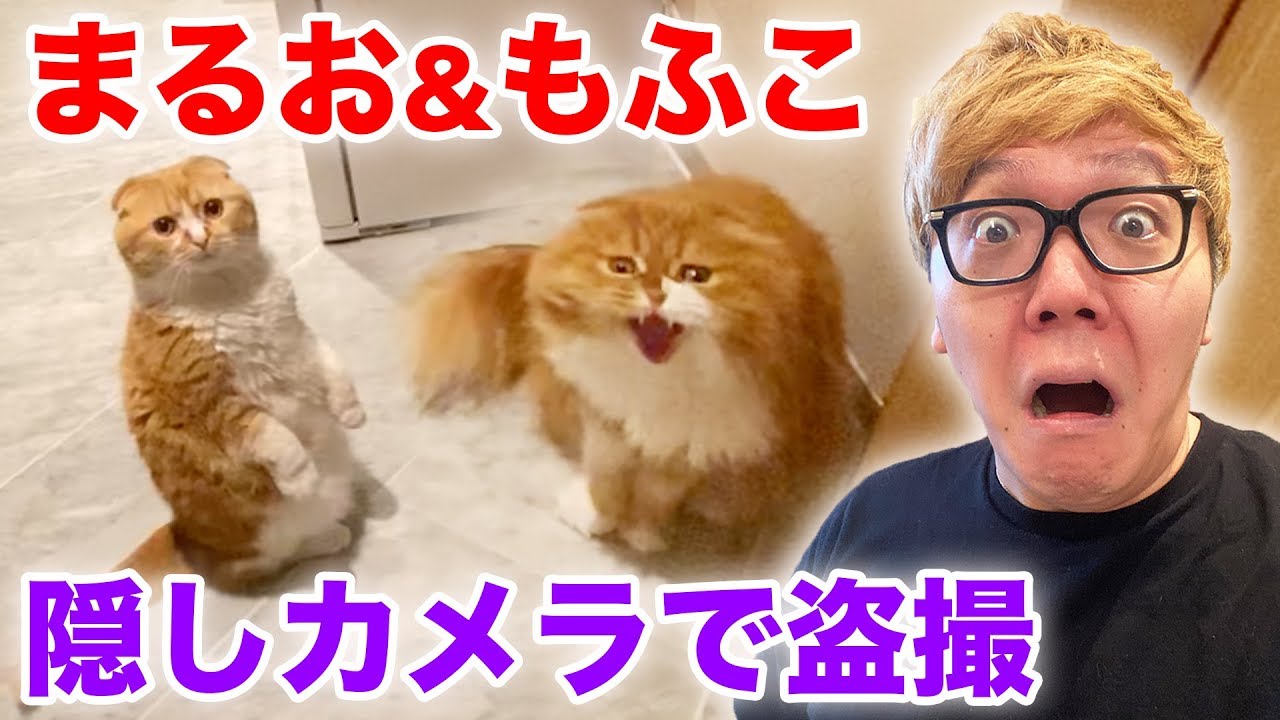 ヒカキンまるお ヒカキンの猫（まるおともふこ）の値段が凄い！種類や病気の真相について