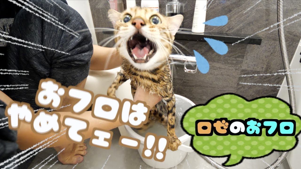 トミック 1年ぶりのお風呂で全力で鳴くロゼが可愛い Youtuberコメ速報