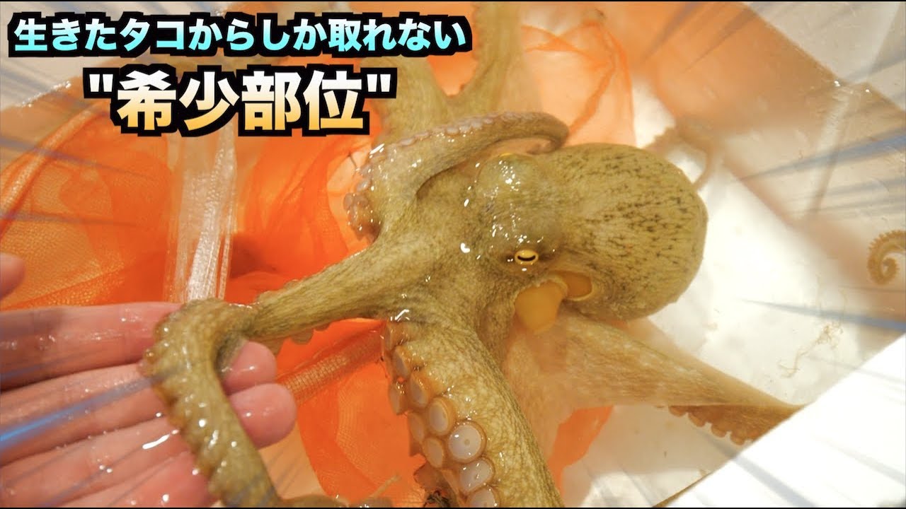 トミック 生きたタコからしか取れない 希少部位 で作るアレが美味すぎる件 Youtuberコメ速報