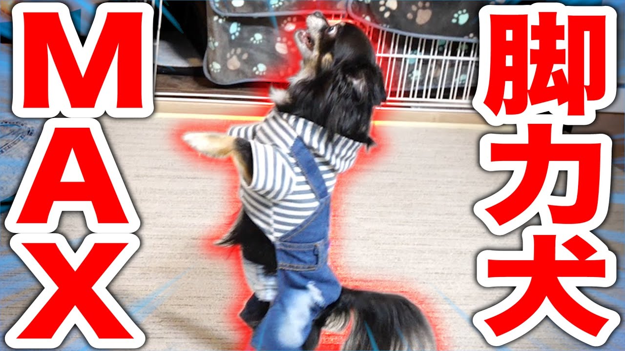 フィッシャーズ 賢いチクワ Vs クセが強い飼い主 Vs イセエビズ Youtuberコメ速報