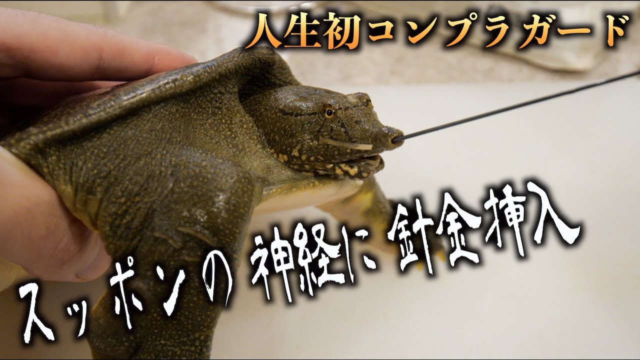 トミック スッポンの神経に針金を入れる 神経締め が想像以上に職人技だった件 Youtuberコメ速報