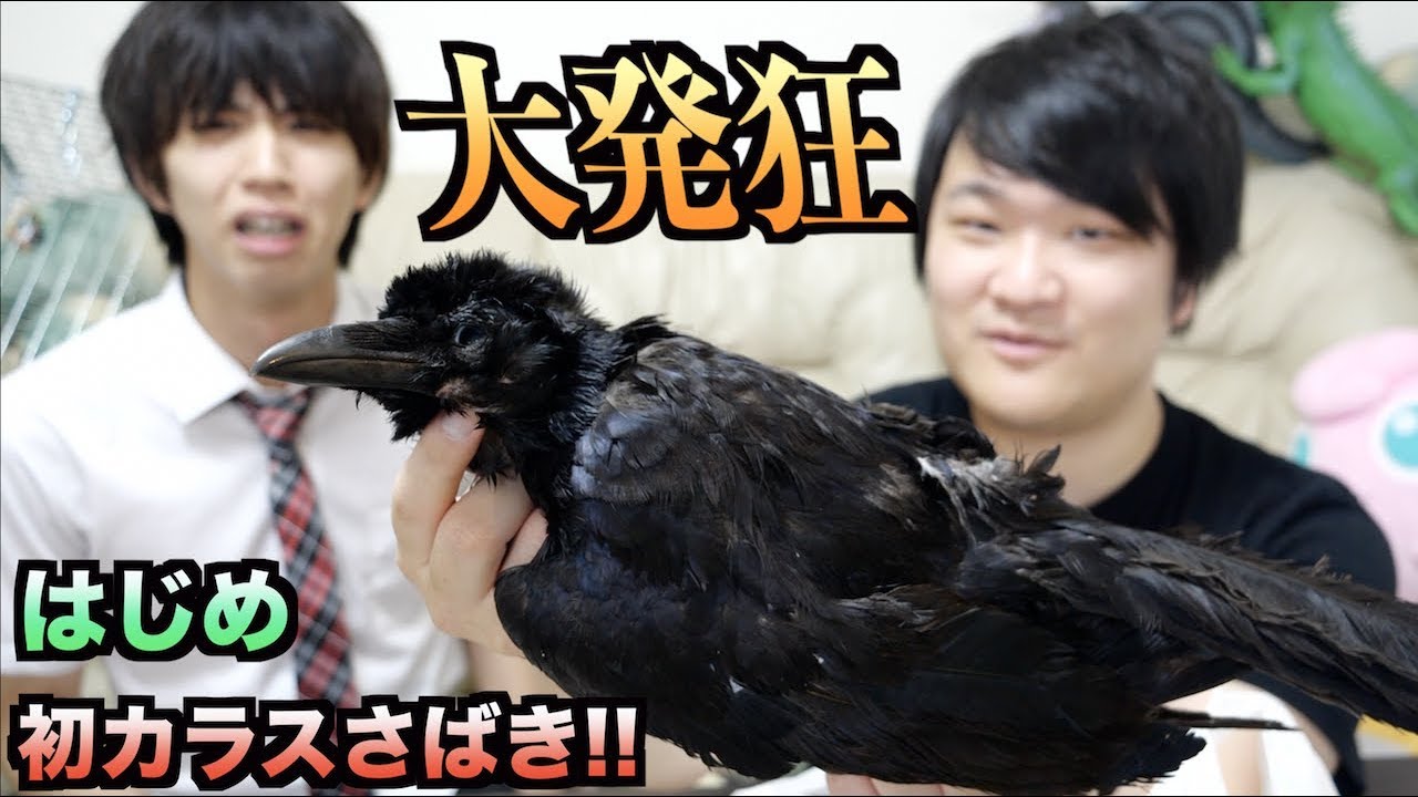 トミック 大発狂 はじめしゃちょーにカラスをさばかせるとこうなるwwwww Youtuberコメ速報 トミック 大発狂 はじめしゃちょーにカラスをさばかせるとこうなるwwwww Youtuberコメ速報