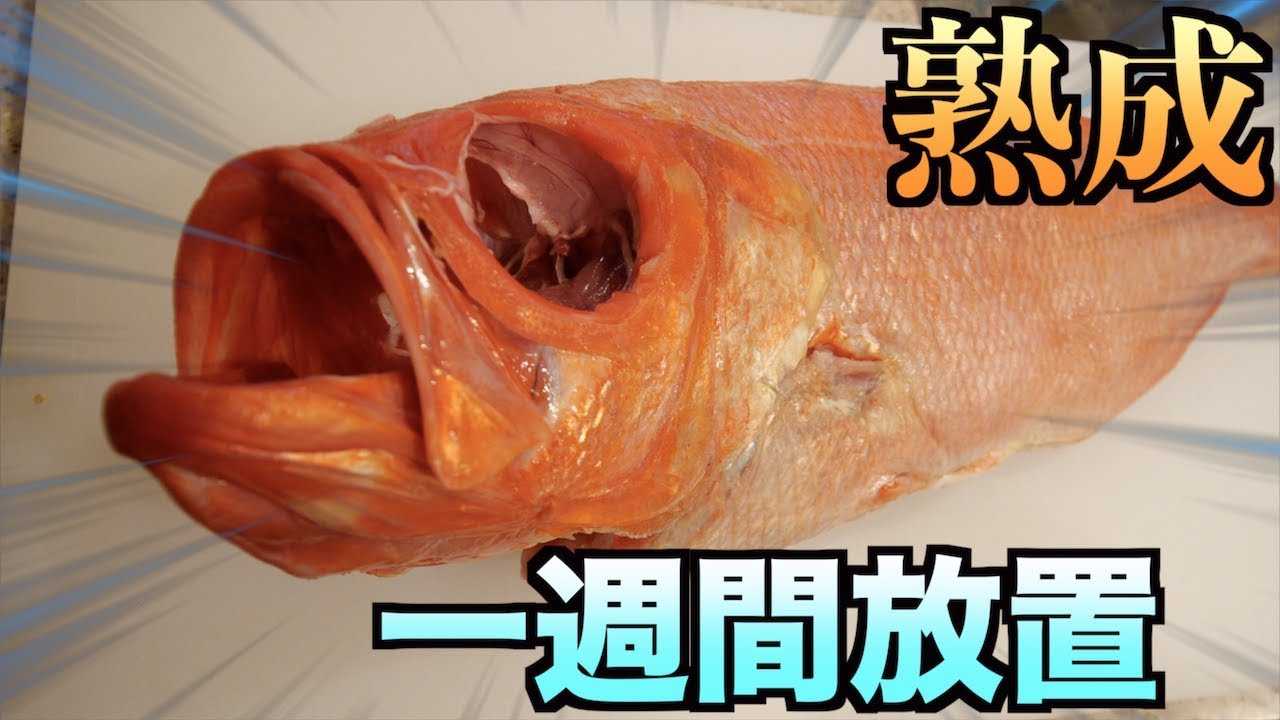 トミック 金目鯛を一週間放置して腐らせて食ったらヤバかった Youtuberコメ速報 トミック 金目鯛を一週間放置して腐らせて食ったらヤバかった Youtuberコメ速報