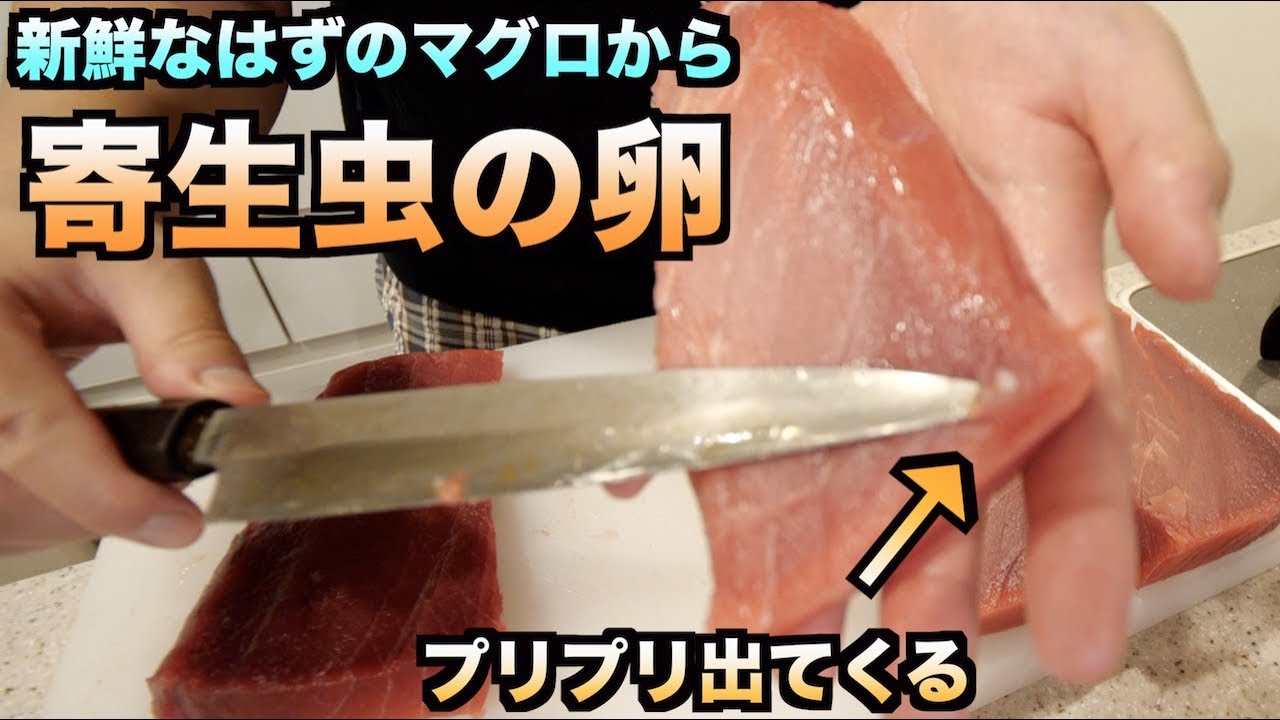 トミック 閲覧注意 マグロをさばいてたら赤身から寄生虫の卵がプリプリでてきたんですけど Youtuberコメ速報