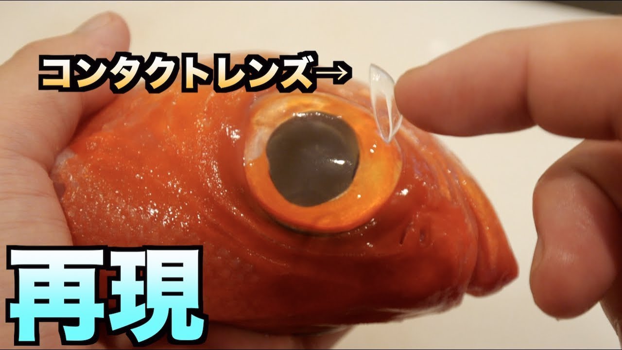 トミック 危険 コンタクトを付けて寝るとどれだけ目が傷つくかかわかる動画 Youtuberコメ速報 トミック 危険 コンタクトを付けて寝るとどれだけ目が傷つくかかわかる動画 Youtuberコメ速報