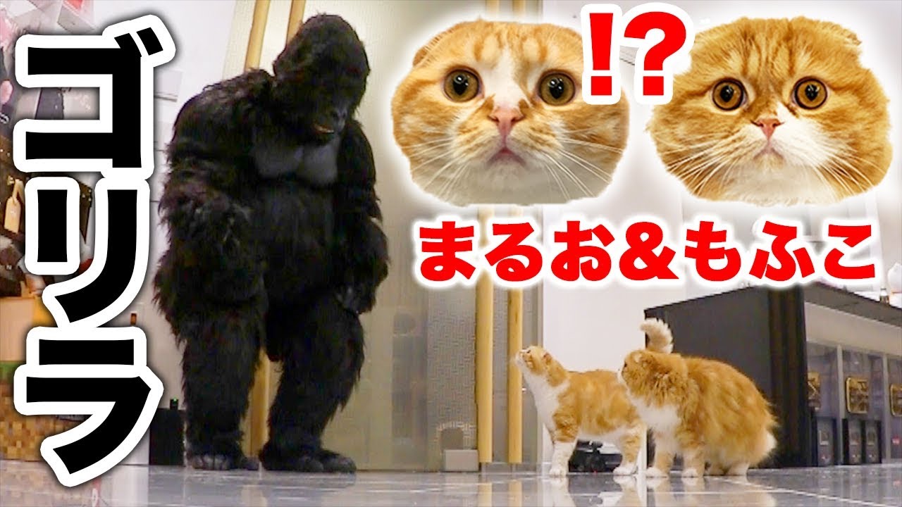 ヒカキン ゴリラの着ぐるみ着てもまるお もふこと仲良くなれるのか モニタリング Youtuberコメ速報 ヒカキン ゴリラの着ぐるみ着てもまるお もふこと仲良くなれるのか モニタリング Youtuberコメ速報