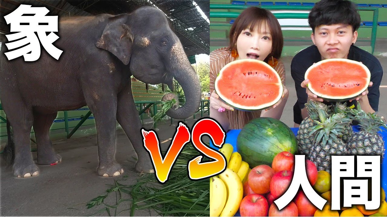 木下ゆうか 大食い Ananpedさんと一緒に象と大食い対決したよ 木下ゆうか Youtuberコメ速報 木下ゆうか 大食い Ananpedさんと一緒に象と大食い対決したよ 木下ゆうか Youtuberコメ速報
