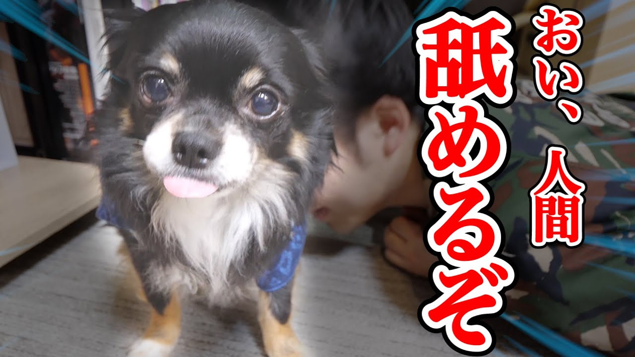 フィッシャーズ フィッシャーズがチワワにものすごい舐めまわされる動画 Youtuberコメ速報