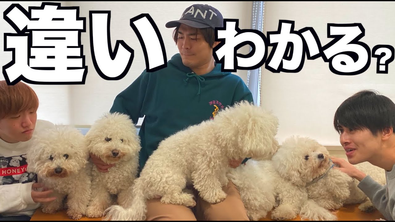 はじめしゃちょー 大家さんのワンちゃんがほぼ一緒なのでクイズしてみた Youtuberコメ速報