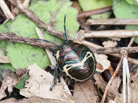 P9241027ｱｶｽｼﾞｷﾝｶﾒﾑｼ幼虫