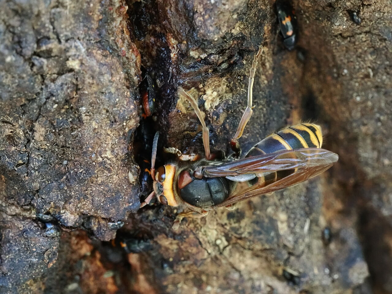 モンスズメバチ 花鳥風枝 昆虫