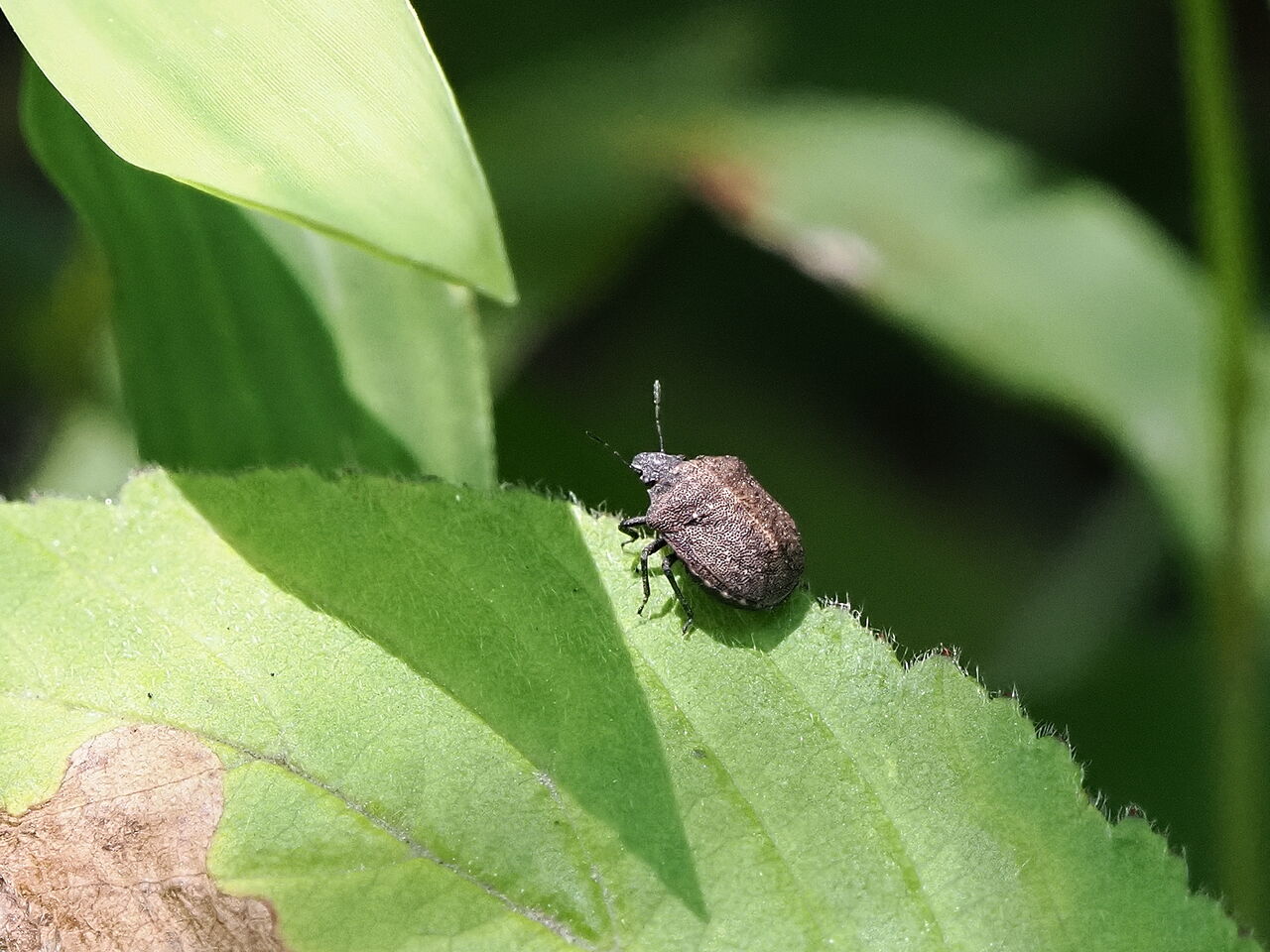 ハナダカカメムシ 花鳥風枝 昆虫