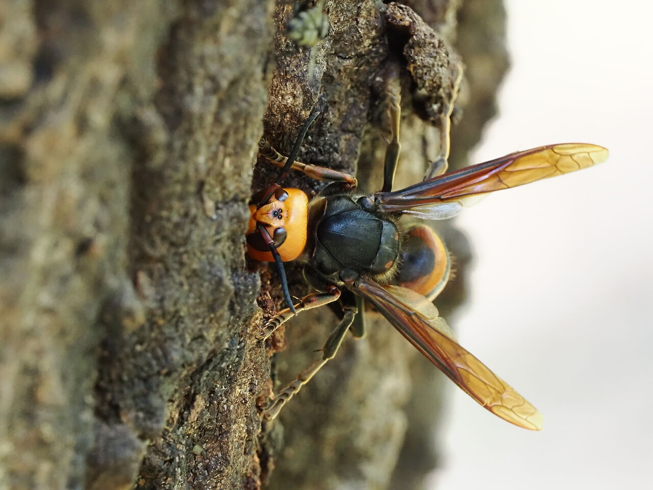 オオスズメバチ 花鳥風枝 昆虫