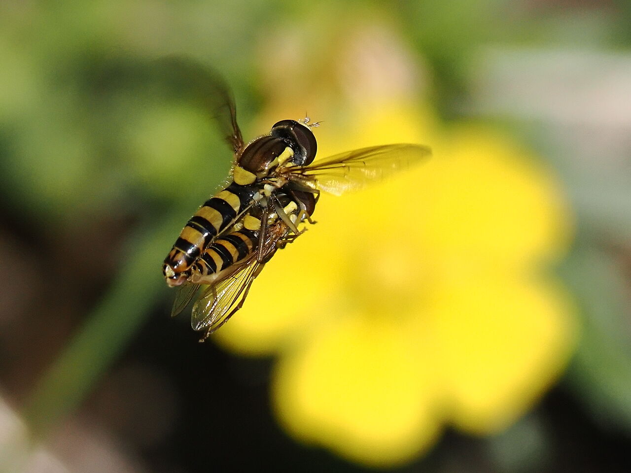 ミナミヒメヒラタアブ : 花鳥風枝「昆虫」