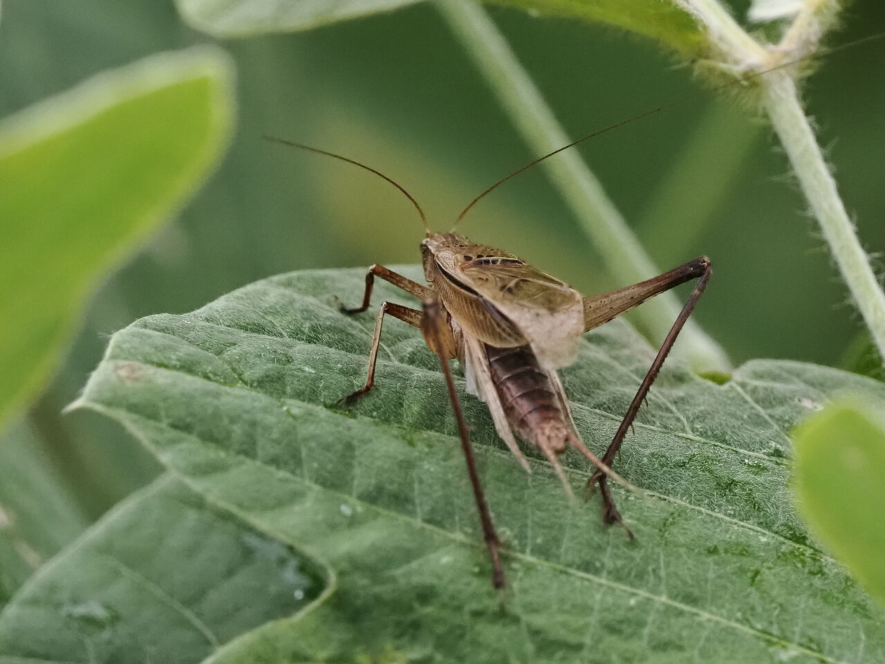 マツムシ : 花鳥風枝「昆虫」