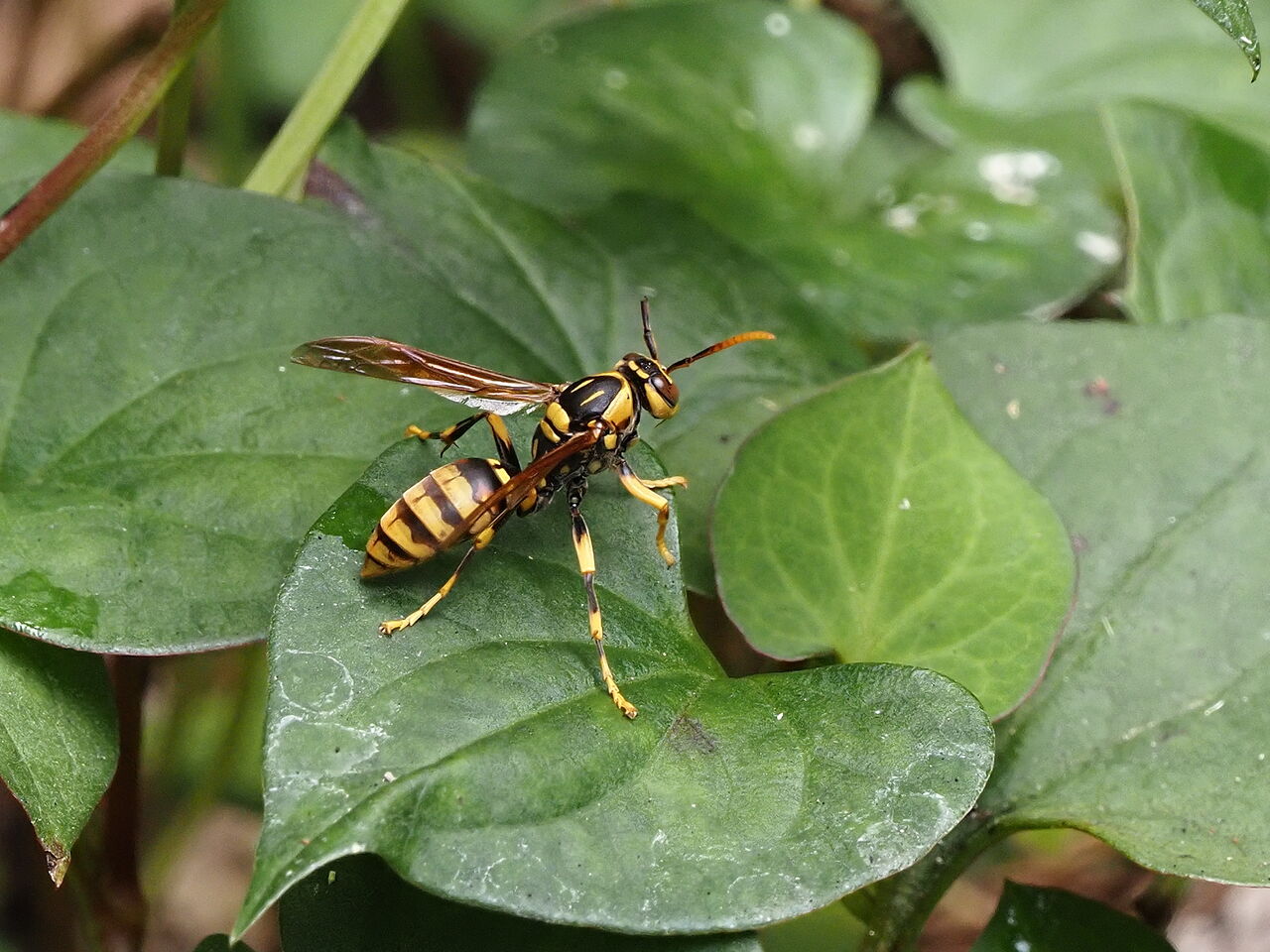 キアシナガバチ 花鳥風枝 昆虫