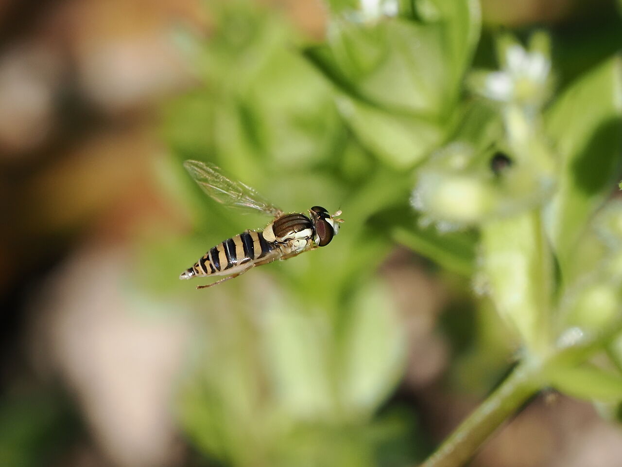 ホソヒラタアブ 花鳥風枝 昆虫