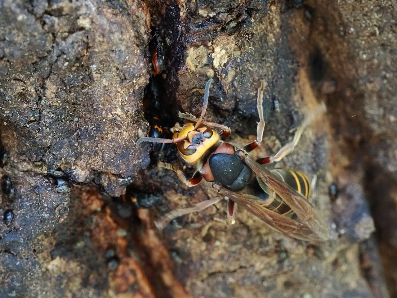 モンスズメバチ 花鳥風枝 昆虫